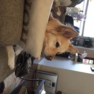 Meet your Posher, Damon